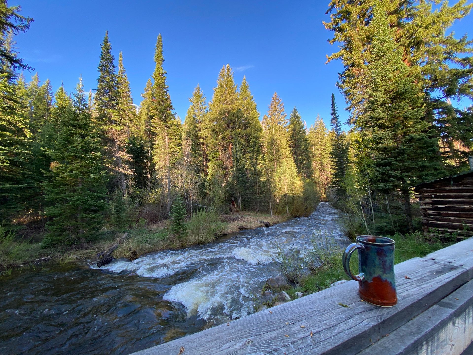 Afternoon Tea with Medicine Bow Forest